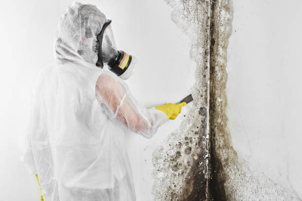 Best Mold Remediation  in Charleston, WV