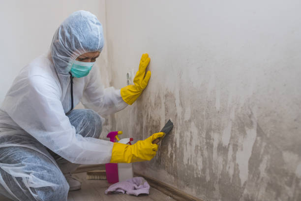 Best Toxic Mold Removal  in Charleston, WV