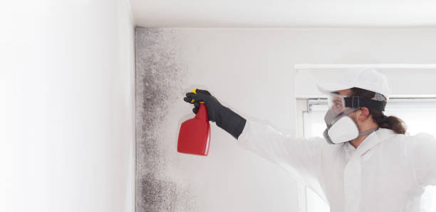 Best Mold Cleaning Services  in Charleston, WV