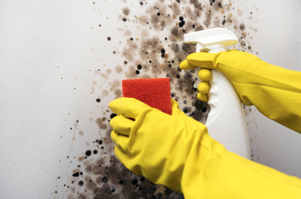 Mold Testing and Removal in Charleston, WV